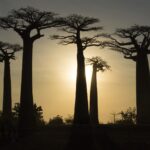 Les baobabs de Madagascar